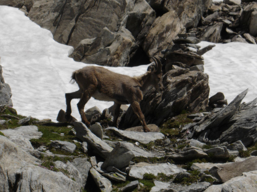 randonnes maurienne refuge fond aussois dent parrache